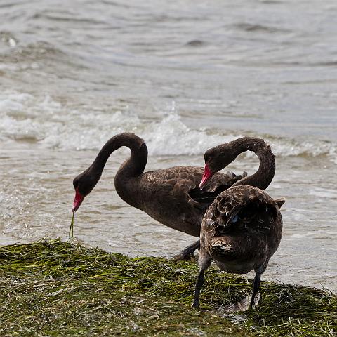 259 Gippsland Lakes Coasal Park, zwarte zwanen.jpg